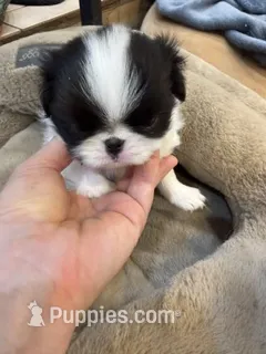Charlie – Japanese Chin puppy for sale in Spokane, WA