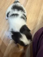 Charlie, a male Japanese Chin for sale in Spokane, WA – 5 of 5