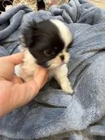 Charlie, a male Japanese Chin for sale in Spokane, WA – 3 of 5