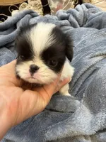 Charlie, a male Japanese Chin for sale in Spokane, WA – 2 of 5