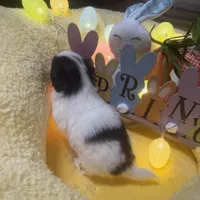 Dutton, a male Japanese Chin for sale in Spokane, WA – Photo 4 of 4