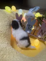 Dutton, a male Japanese Chin for sale in Spokane, WA – Photo 4 of 4