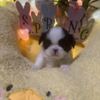 Dutton, a male Japanese Chin for sale in Spokane, WA – Photo 2 of 4