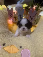 Dutton, a male Japanese Chin for sale in Spokane, WA – Photo 2 of 4