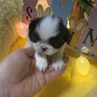 Dutton, a male Japanese Chin for sale in Spokane, WA – Photo 1 of 4