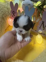 Dutton, a male Japanese Chin for sale in Spokane, WA – Photo 1 of 4