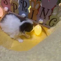 Dutton, a male Japanese Chin for sale in Spokane, WA – Photo 3 of 4