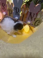 Dutton, a male Japanese Chin for sale in Spokane, WA – Photo 3 of 4