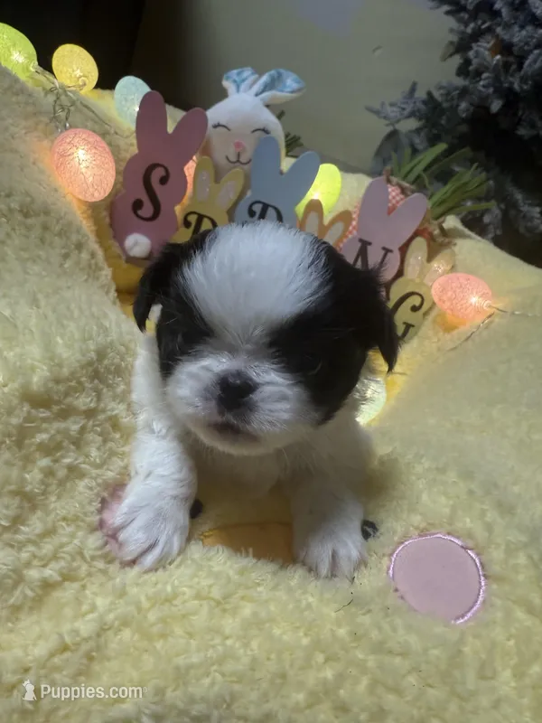 Crown, a male Japanese Chin for sale in Spokane, WA – Photo 1 of 3