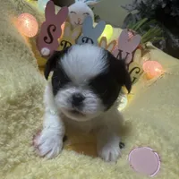 Crown, a male Japanese Chin for sale in Spokane, WA – Photo 1 of 3