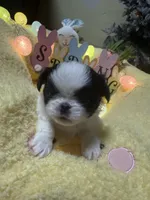 Crown, a male Japanese Chin for sale in Spokane, WA – Photo 1 of 3