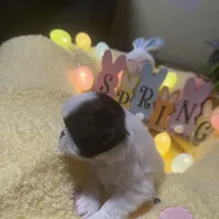 Crown, a male Japanese Chin for sale in Spokane, WA – Photo 2 of 3