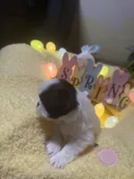 Crown, a male Japanese Chin for sale in Spokane, WA – Photo 2 of 3