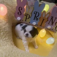 Crown, a male Japanese Chin for sale in Spokane, WA – Photo 3 of 3