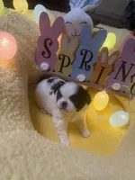 Crown, a male Japanese Chin for sale in Spokane, WA – Photo 3 of 3