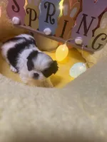 Puzzle, a female Japanese Chin for sale in Spokane, WA – Photo 3 of 3