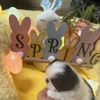 Puzzle, a female Japanese Chin for sale in Spokane, WA – Photo 2 of 3