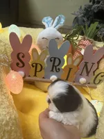 Puzzle, a female Japanese Chin for sale in Spokane, WA – Photo 2 of 3