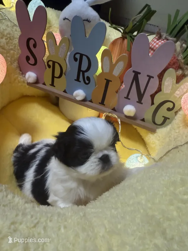 Puzzle, a female Japanese Chin for sale in Spokane, WA – Photo 1 of 3