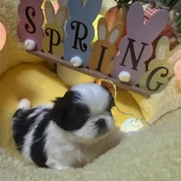 Puzzle, a female Japanese Chin for sale in Spokane, WA – Photo 1 of 3