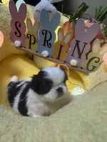Puzzle, a female Japanese Chin for sale in Spokane, WA – Photo 1 of 3