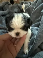 Rocky, a male Japanese Chin for sale in Spokane, WA – 3 of 5