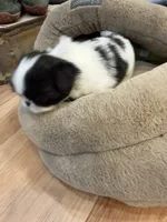 Charlie, a male Japanese Chin for sale in Spokane, WA – 4 of 5