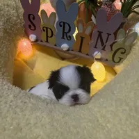 Angle, a male Japanese Chin for sale in Spokane, WA – Photo 1 of 4