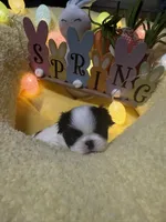 Angle, a male Japanese Chin for sale in Spokane, WA – Photo 1 of 4