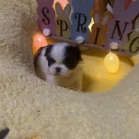 Angle, a male Japanese Chin for sale in Spokane, WA – Photo 2 of 4