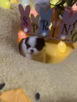 Angle, a male Japanese Chin for sale in Spokane, WA – Photo 2 of 4