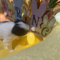 Angle, a male Japanese Chin for sale in Spokane, WA – Photo 4 of 4