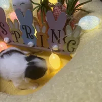 Angle, a male Japanese Chin for sale in Spokane, WA – Photo 3 of 4