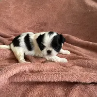 Maudie, a female Japanese Chin for sale in Spokane, WA – Photo 4 of 6