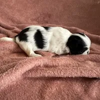 Maudie, a female Japanese Chin for sale in Spokane, WA – Photo 6 of 6