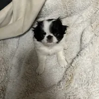 Maudie, a female Japanese Chin for sale in Spokane, WA – Photo 3 of 6