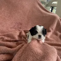 Maudie, a female Japanese Chin for sale in Spokane, WA – Photo 2 of 6