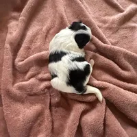 Maudie, a female Japanese Chin for sale in Spokane, WA – Photo 5 of 6