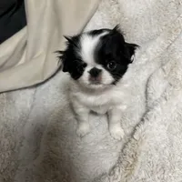 Maudie, a female Japanese Chin for sale in Spokane, WA – Photo 1 of 6