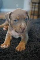 Cream collar , a male American Bully for sale in Oak Hills, CA – Photo 2 of 2