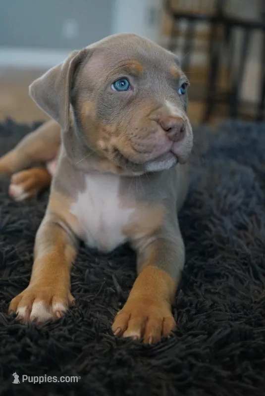 Cream collar  – American Bully puppy for sale in Oak Hills, CA