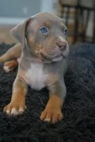 Cream collar , a male American Bully for sale in Oak Hills, CA – Photo 1 of 2