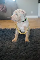 Green collar , a female American Bully for sale in Oak Hills, CA – Photo 2 of 2