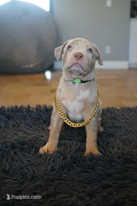 Green collar  – American Bully puppy for sale in Oak Hills, CA