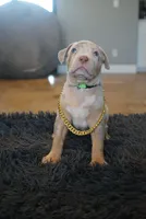 Green collar , a female American Bully for sale in Oak Hills, CA – Photo 1 of 2