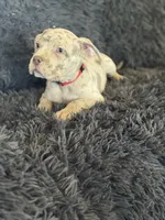 Red collar , a male American Bully for sale in Oak Hills, CA – 3 of 5