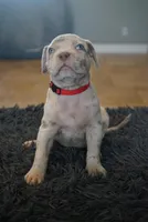 Red collar , a male American Bully for sale in Oak Hills, CA – Photo 2 of 2