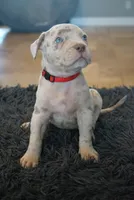 Red collar , a male American Bully for sale in Oak Hills, CA – Photo 1 of 2