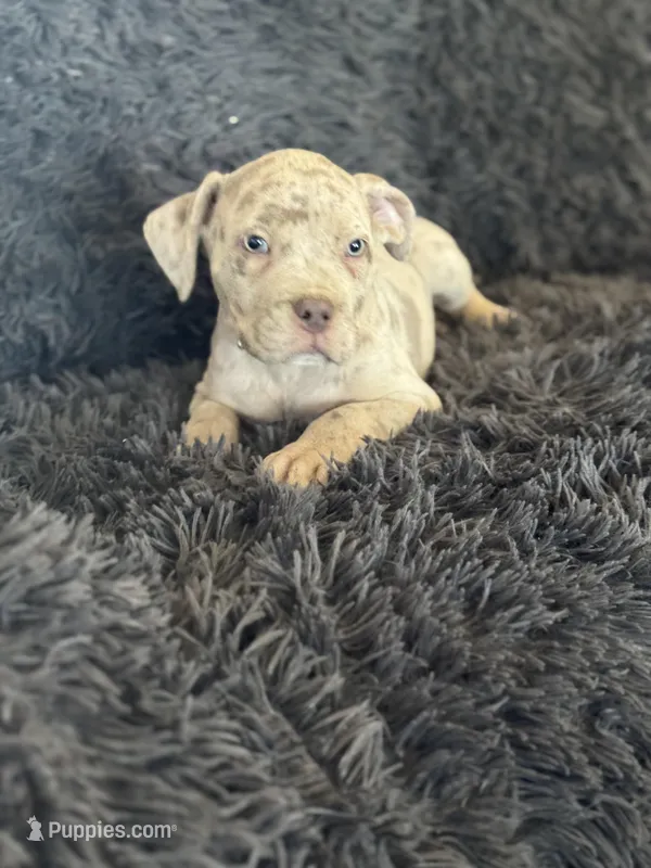 Red collar  – American Bully puppy for sale in Oak Hills, CA