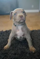 Grey collar , a male American Bully for sale in Oak Hills, CA – Photo 2 of 2